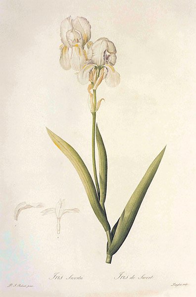 Iris x swertii Lam