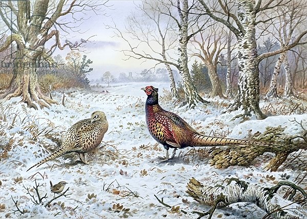 Pair of Pheasants with a Wren