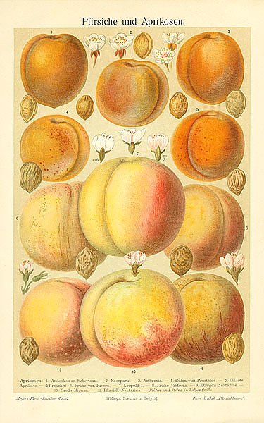 Pfirsiche und Aprikosen