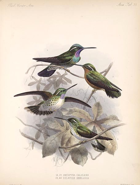 Птицы J. G. Keulemans №56