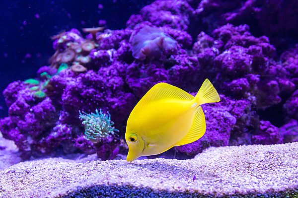 Желтая рыбка у фиолетового коралла