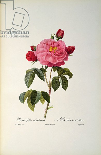 Rosa Gallica Aurelianensis or the Duchess of Orleans from, 'Les Roses', 1821