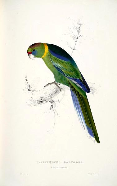 Parrots by E.Lear  #15