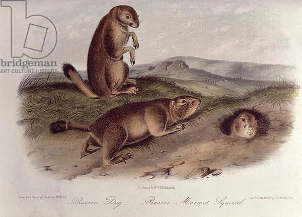 Prairie Dog from 'Quadrupeds of North America', 1842-5,