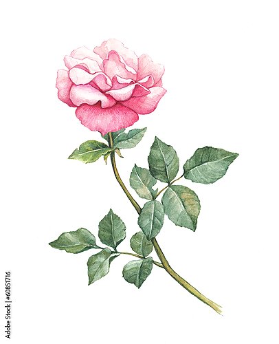 Розовый цветок садовой розы