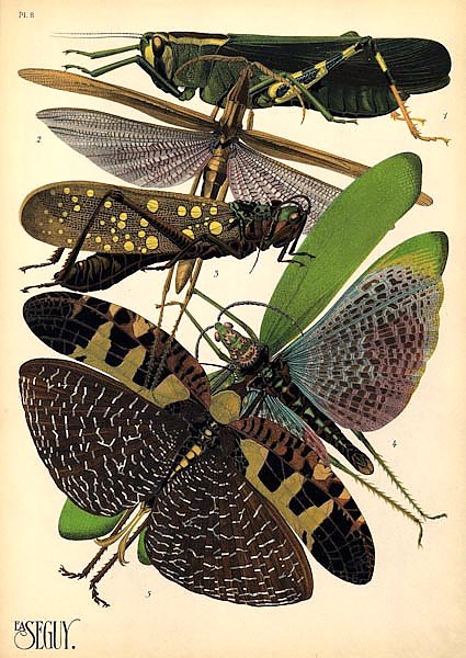 Insects by E. A. Seguy №19