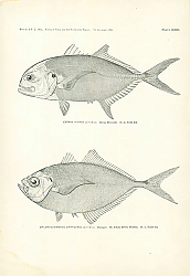 Постер Caranx Hippos (Linnaeus), Chloroscombrus Chrysurus (Linnaeus) 1