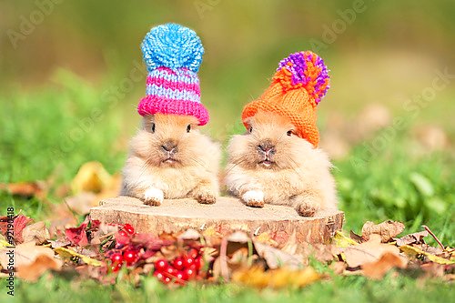 Два кролика в шапках на пеньке