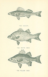 Постер The Sauger, The White Bass, The Yellow Bass 1