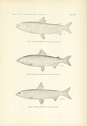 Постер The Broad Whitefish, The Lauretta Whitefish, The Small Whitefish