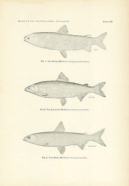 The Broad Whitefish, The Lauretta Whitefish, The Small Whitefish