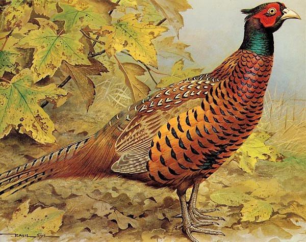 British Birds - Pheasant