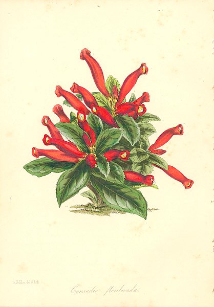 Conradia Floribunda