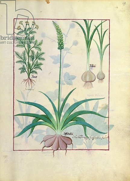 Ms Fr. Fv VI #1 fol.119r Garlic and other plants, c.1470
