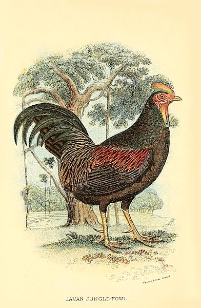 Javan  Jungle-Fowl