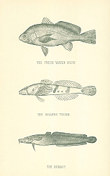 Постер The Fresh Water Drum, The Millers Thumb, The Burbot 3