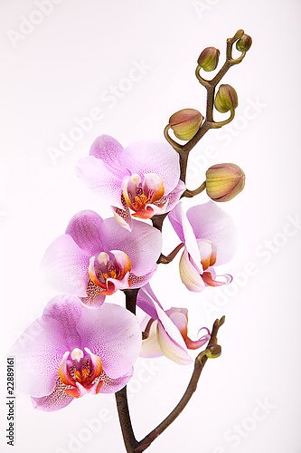 Орхидеи 24