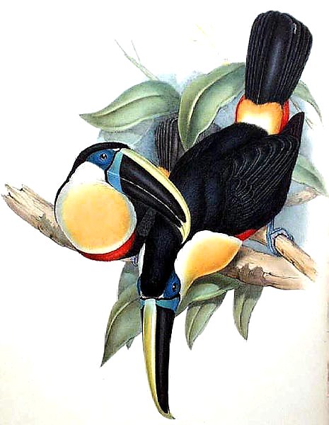 Osculant Toucan