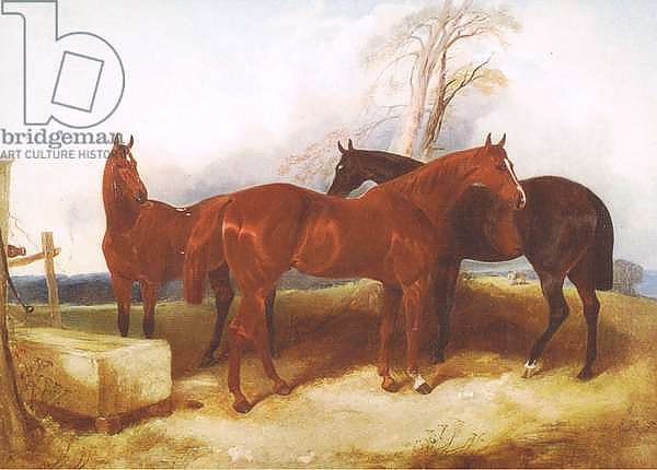 A group of horses, from from a magazine or book source unknown
