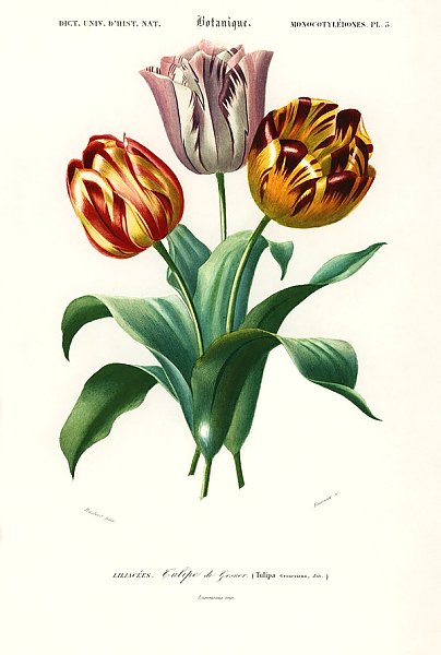 Тюльпаны Дидье (Tulipa gesneriana) 