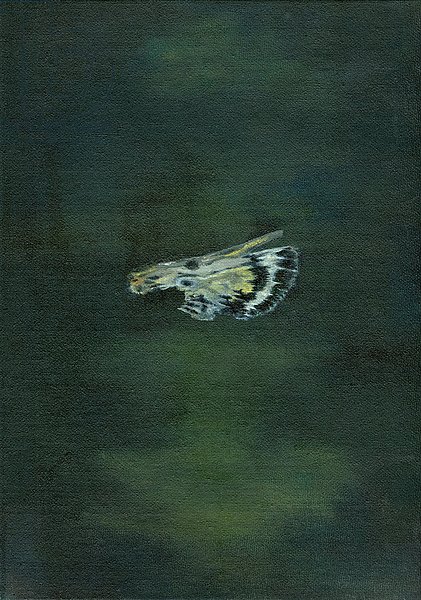 Moth Wing, 2014,