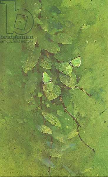 Green Hairstreak Butterfly on green foliage, from Beningfield's Butterflies pub.by Chatto & Windus, 1978