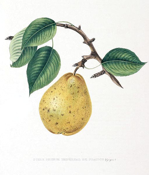 Pears - Poire Prince Imperiale de France