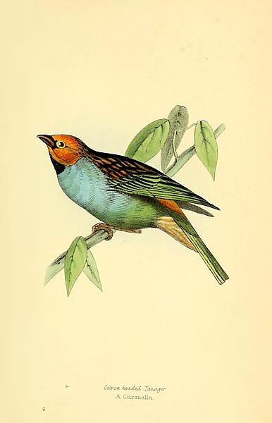 Citron Headed Tanager