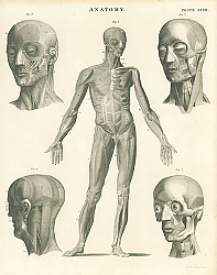 Постер Anatomy II