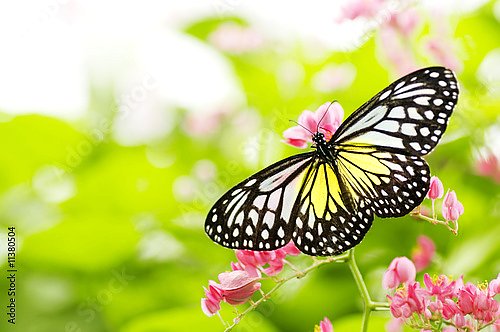 Бело-желтая бабочка