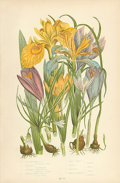 Yello Water Iris, Stinking I., Columnas Trichonema, Purple Spring Crocus, Least Spring c. Golden c.,