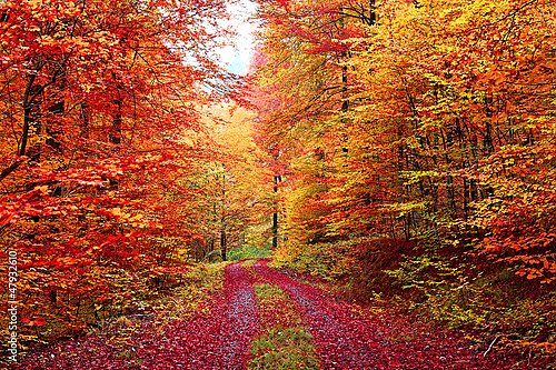 Германия. Осень в лесу