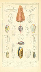 Постер Mollusca №4 1