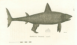 Постер Basking Shark, male 1