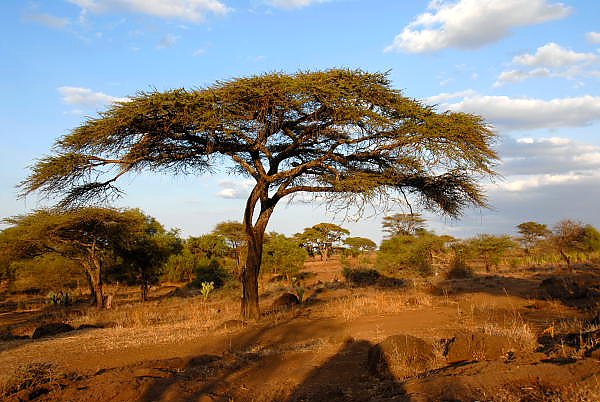 Кения, Африка. Национальный парк