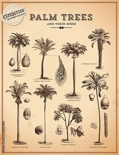 Пальмовые деревья
