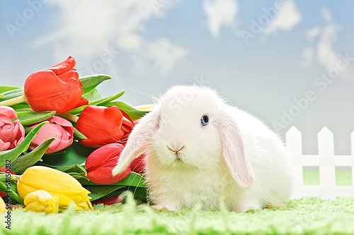 Белый кролик и тюльпаны