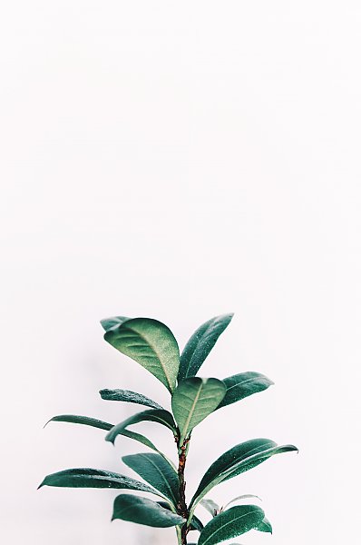 Зеленое растение на белом