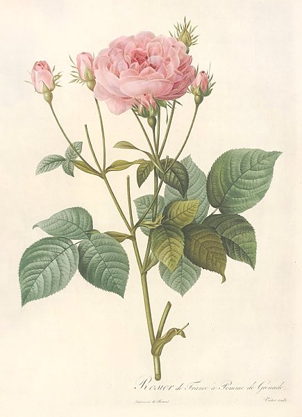 Постер Редюти Пьер Rosa Gallica Granatus