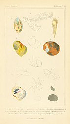 Постер Mollusca №1 1