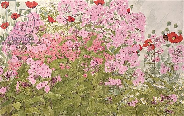 Pink Phlox and Poppies with a Butterfly