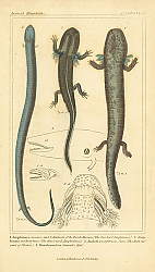 Постер Reptilia