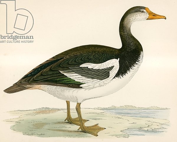 Постер Моррис (акв, птицы) Spur winged Goose