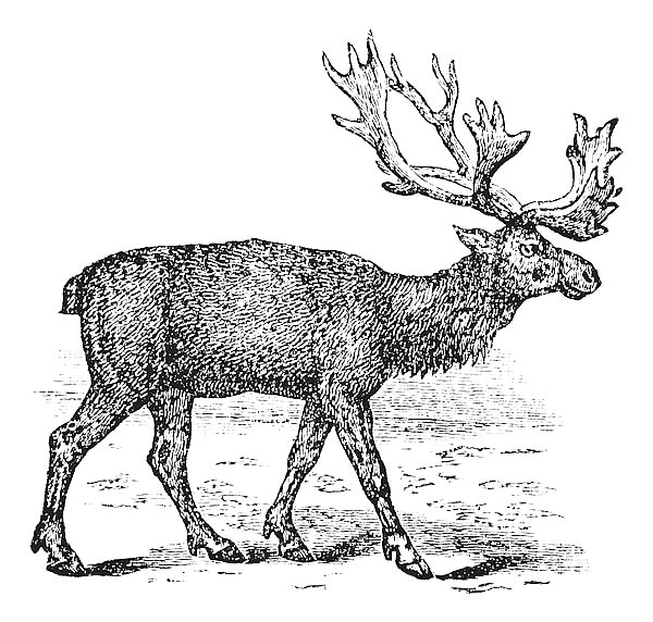 Reindeer or Rangifer tarandus vintage engraving