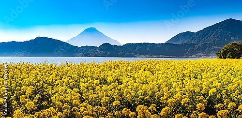 Озеро Икеда за цветущим полем