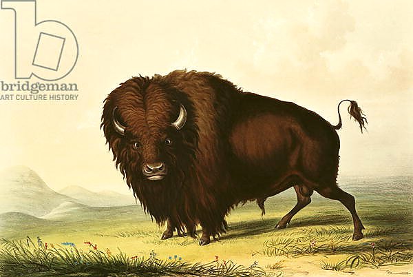 A Bison, c.1832