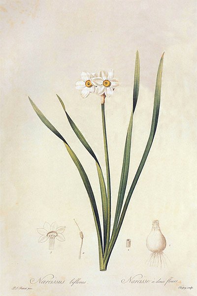 Narcissus x medioluteus Mill