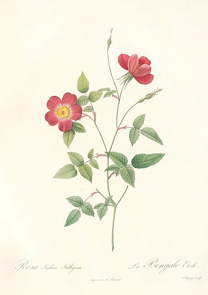 Rosa Indica Stelligera