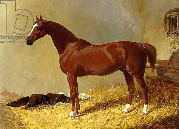 A Bay Racehorse in a Stall, 1843