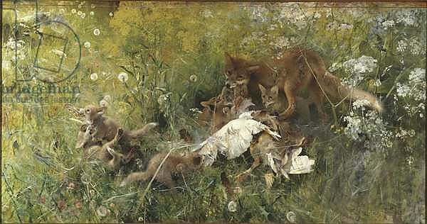 A Fox Family, 1886